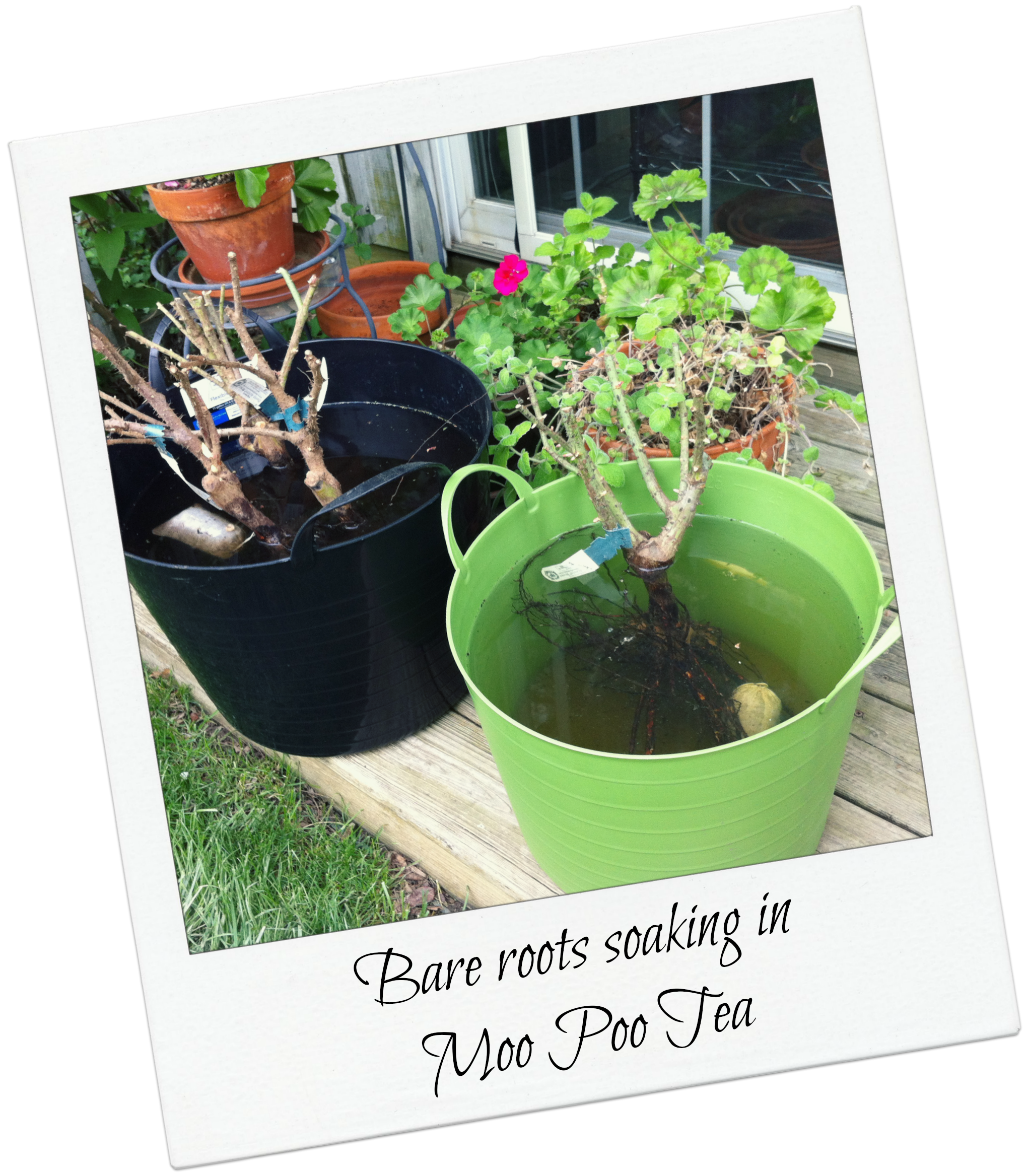 Polapoo Plant Pol-moopoo – The Garden Diary