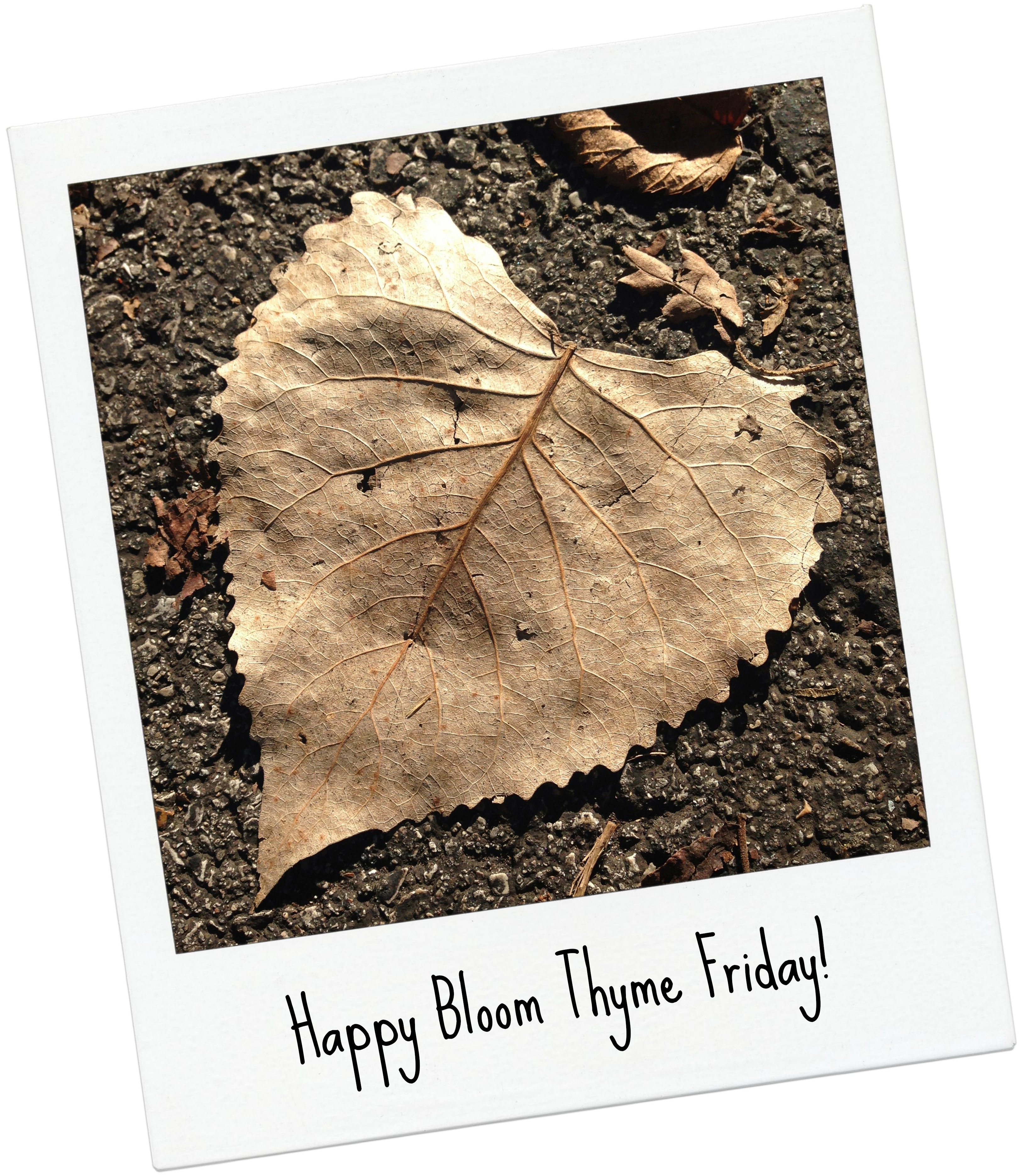 Bloom Thyme Friday: Inspiration, Ideas and Sweetness – The Garden Diary