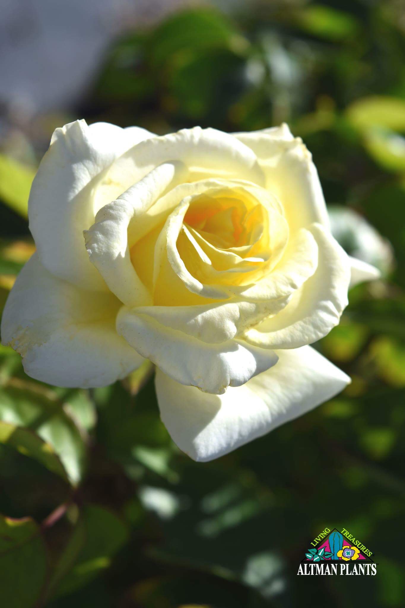 Bloom Thyme Friday: Biltmore Rose Trial Winners! – The Garden Diary