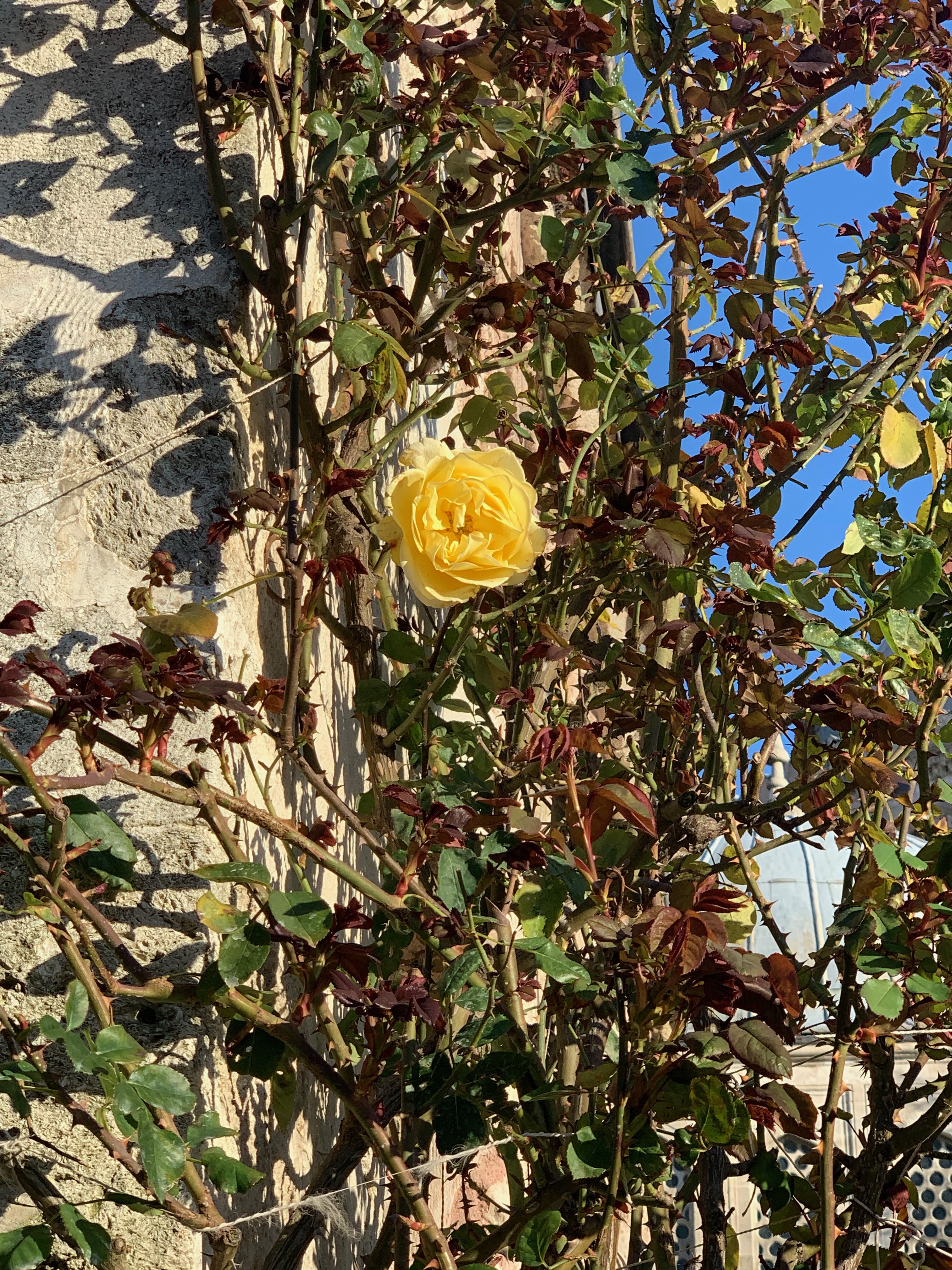 To the Heart of Ancient Civilization – The Garden Diary